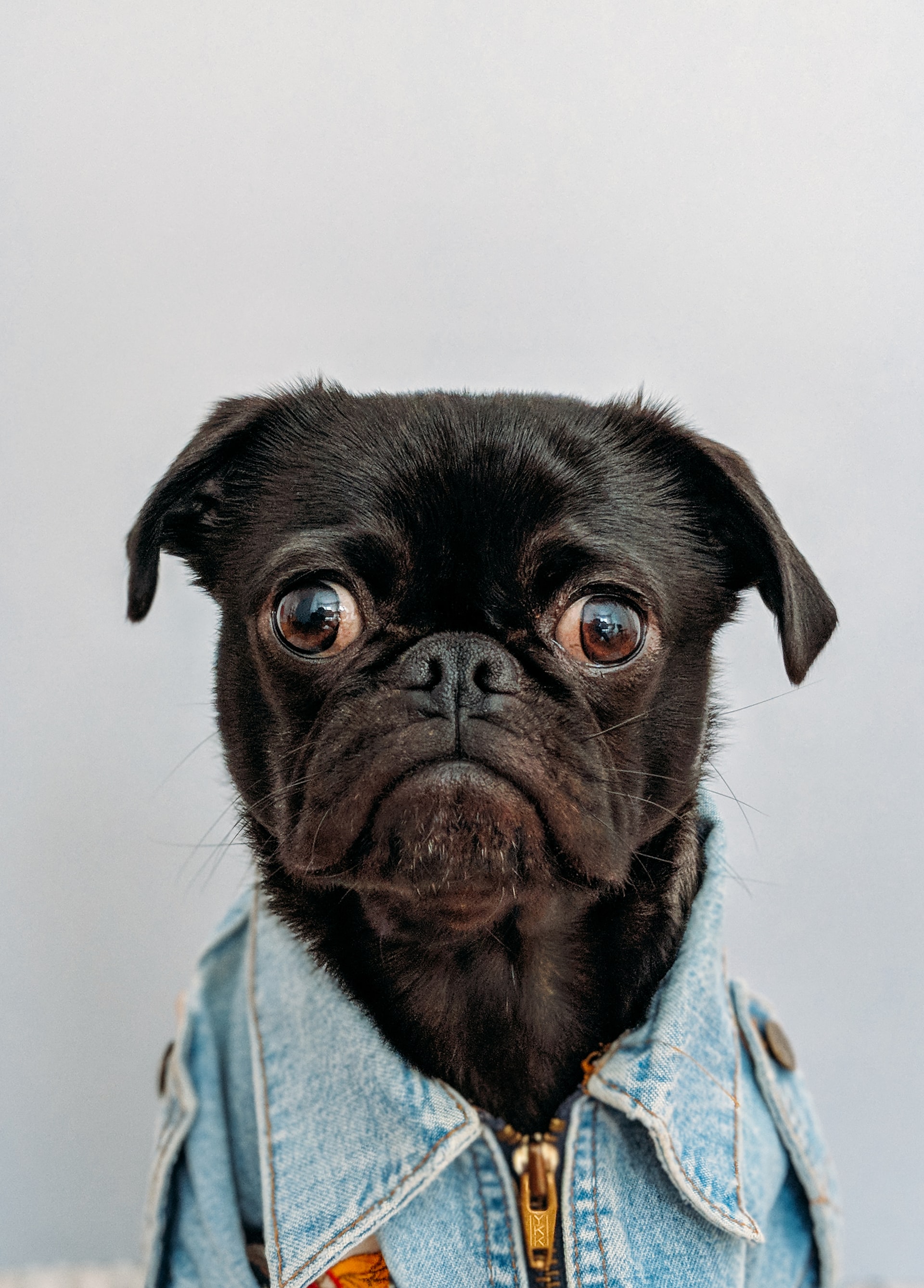 pug